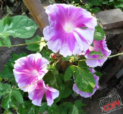 牵牛花