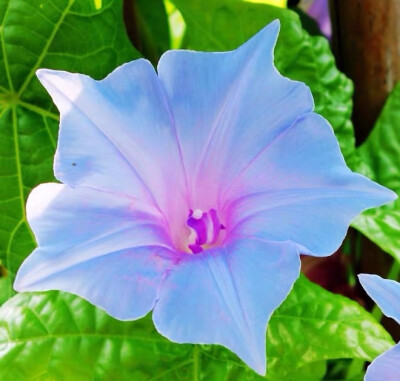 牵牛花