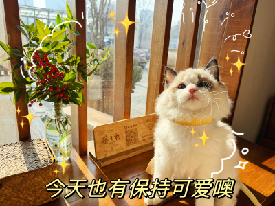 猫咪头像