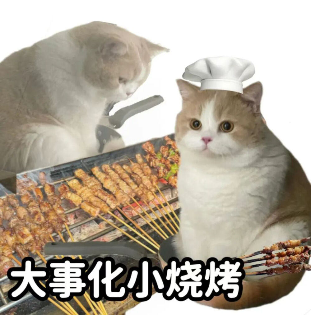 猫猫表情包