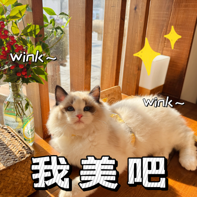 猫咪头像