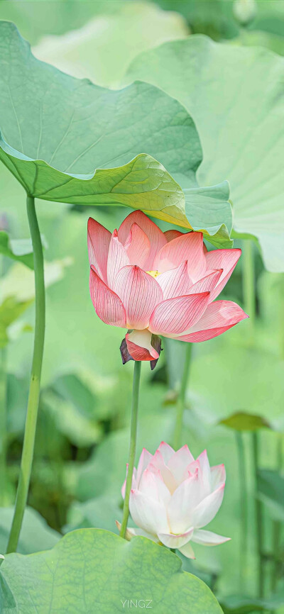 背景图 壁纸 荷花