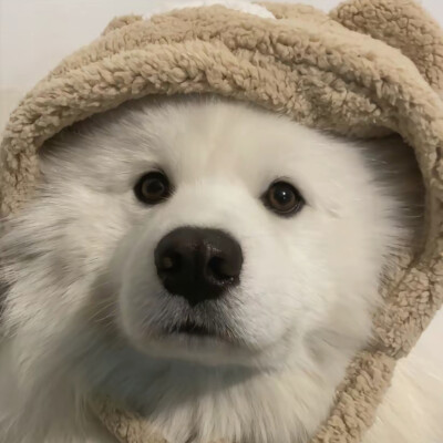 小狗头像