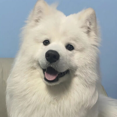 小狗头像