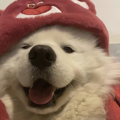 小狗头像