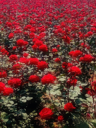 花海背景照分享