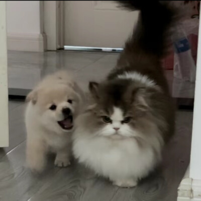 头像