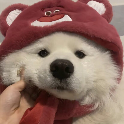 小狗头像