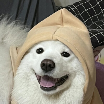小狗头像