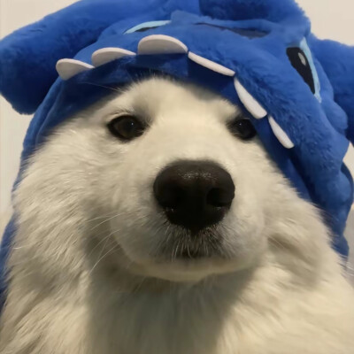小狗头像
