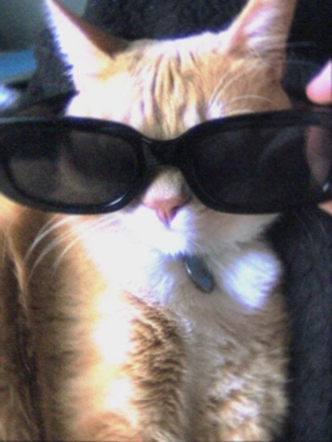 你也是猫咪吗 ？