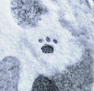 雪地里相爱/拿图收藏