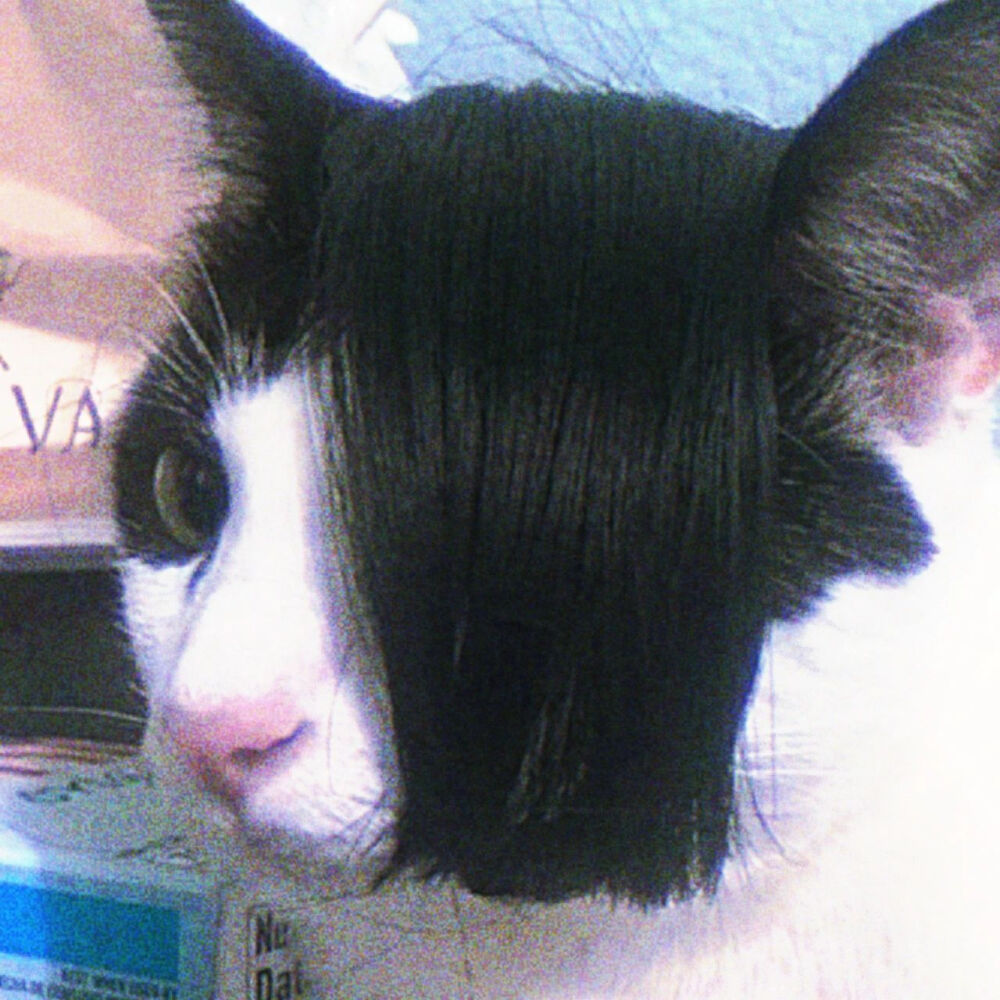 你也是猫咪吗 ？