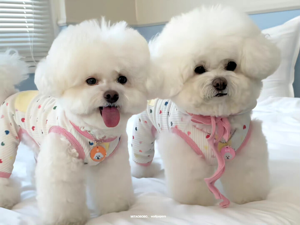 平板壁纸 可爱 粉色