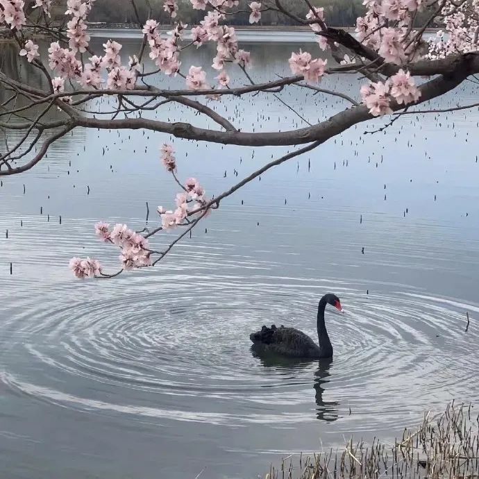 氛围感背景图