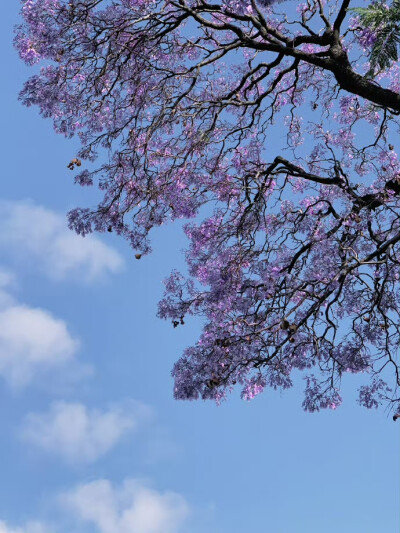 紫色的蓝花楹 ​＃花朵＃背景图＃壁纸