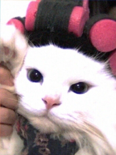 咪咪