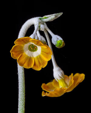 耳状报春花 Auricula Primula Auricula 