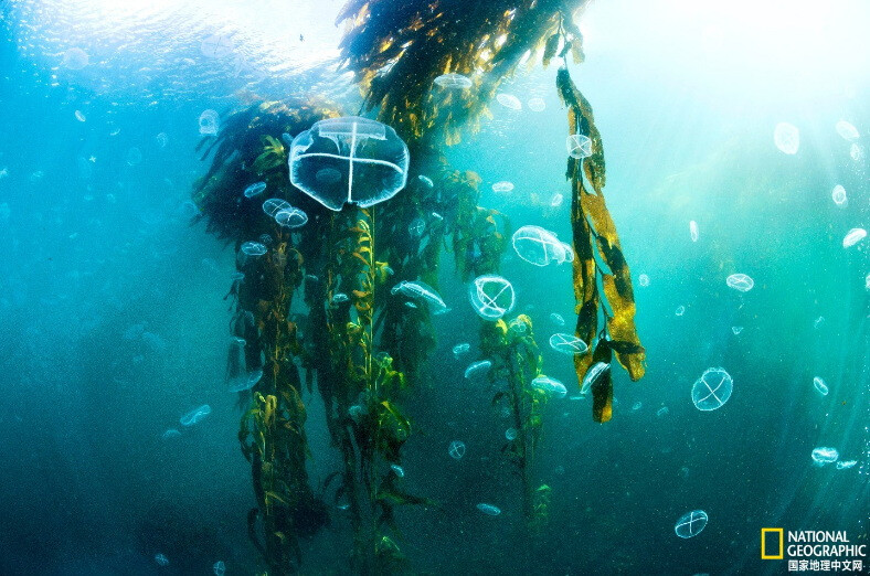 《海藻林》
阿根廷艾斯塔多岛（Isla de los Estados）附近，水母漂浮在海藻林的叶片之间。摄影：Enric Sala