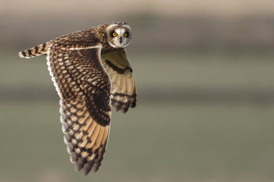 短耳鸮 英文名 Short-eared Owl 学名 Asio flammeus 