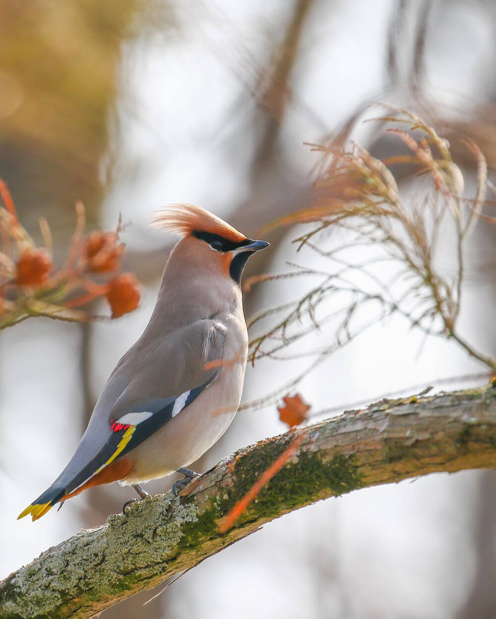 太平鸟 Bohemian Waxwing キレンジャク