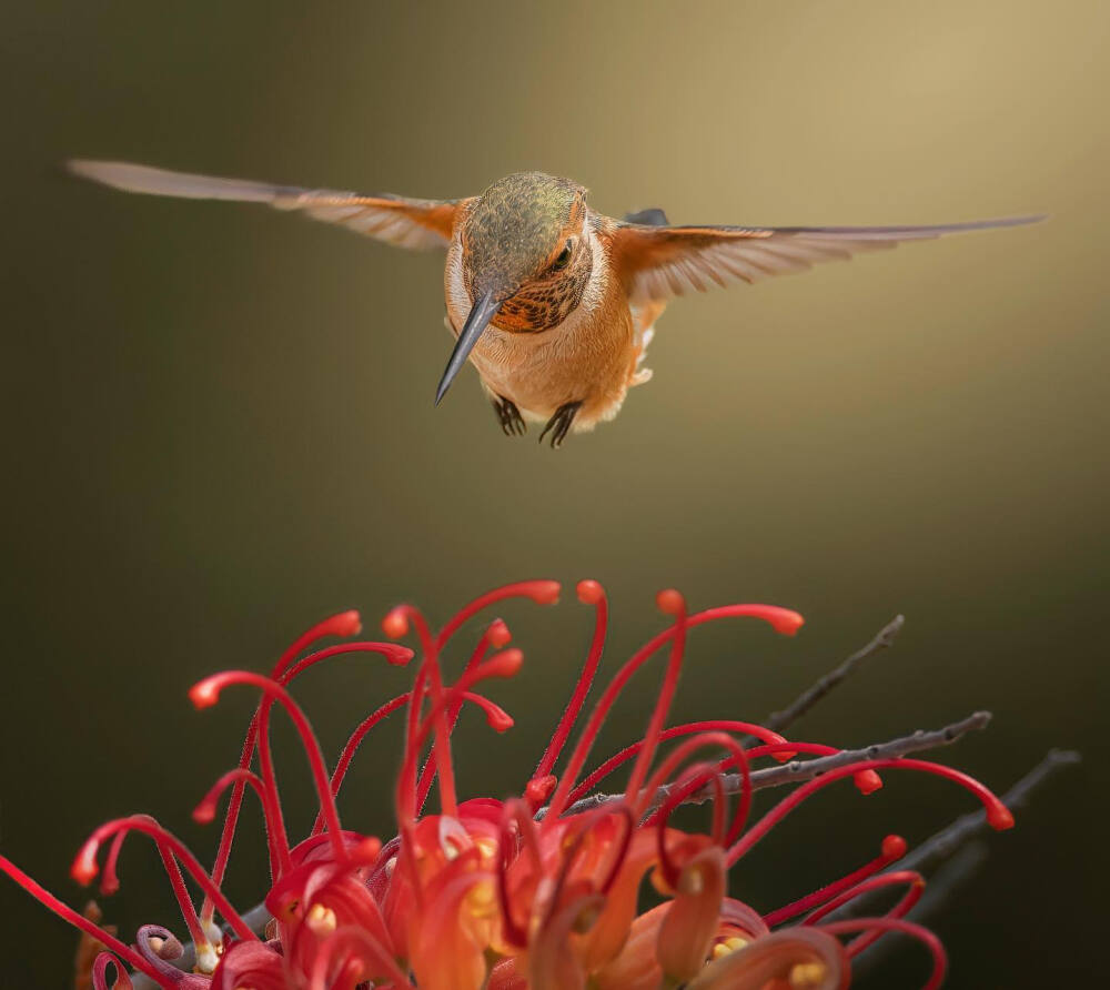 艾氏煌蜂鸟 Allen's Hummingbird 悬停在橡树花上 floating over this red silky oak flower