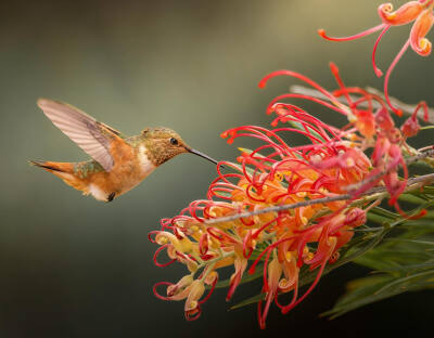 艾氏煌蜂鸟 Allen's Hummingbird 悬停在橡树花上 floating over this red silky oak flower