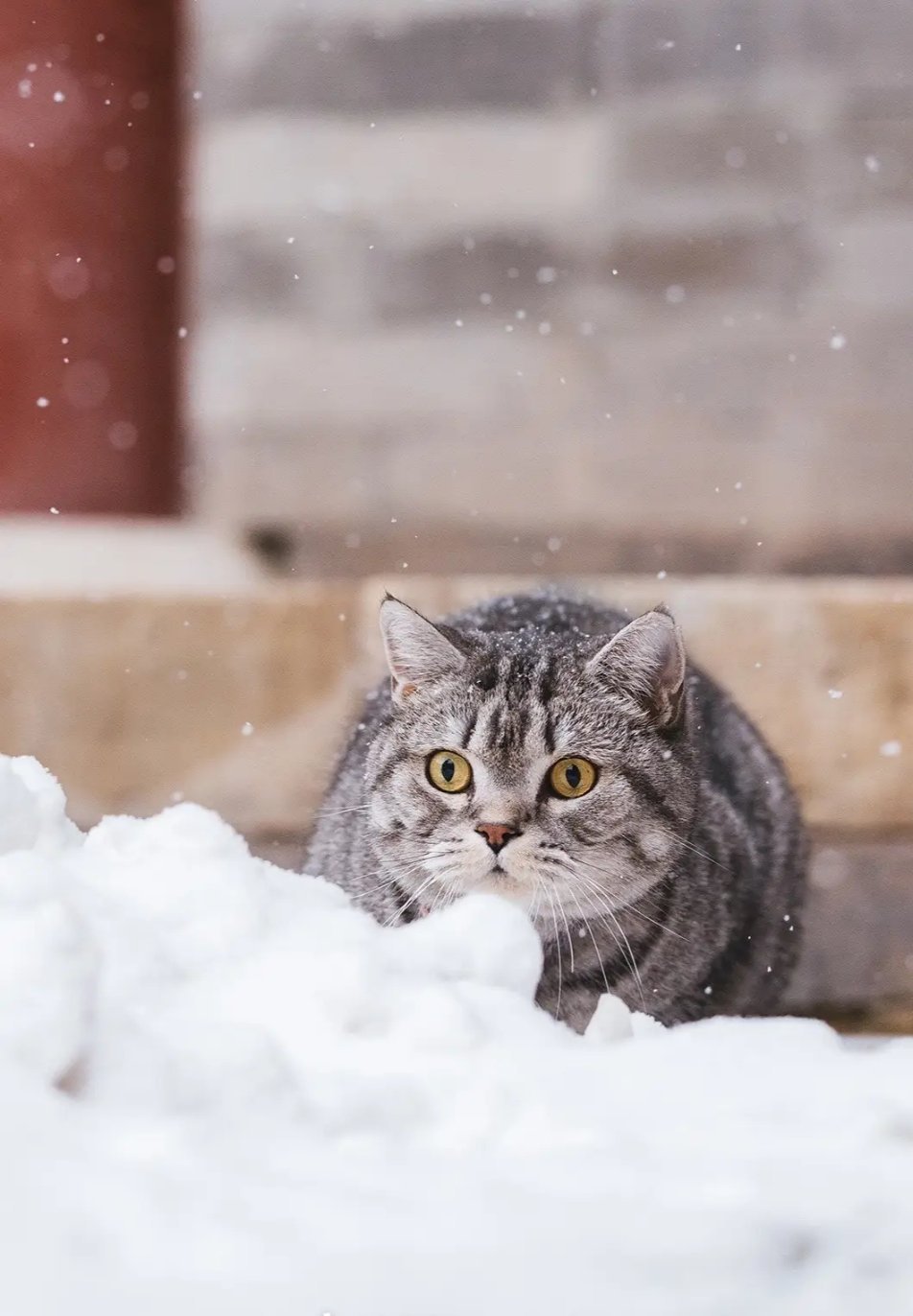 故宫的猫出来玩雪了 wb 圆润的圆润润 