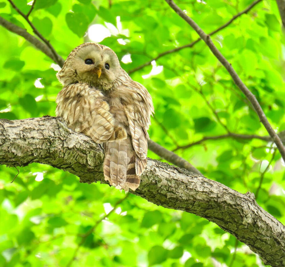 长尾林鸮 英文名 Brown Wood-owl 学名 Strix uralensis 北海道の片隅で 見守りママ