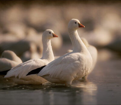 细嘴雁 英文名Ross's Goose 学名 Anser rossii 雁形目鸭科雁属 默塞德国家野生动物保护区 Merced National Wildlife Refuge