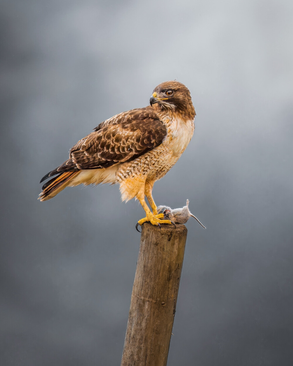 红尾鵟 kuáng 英文名 Red-tailed Hawk 学名 Buteo jamaicensis 隼形目鹰科