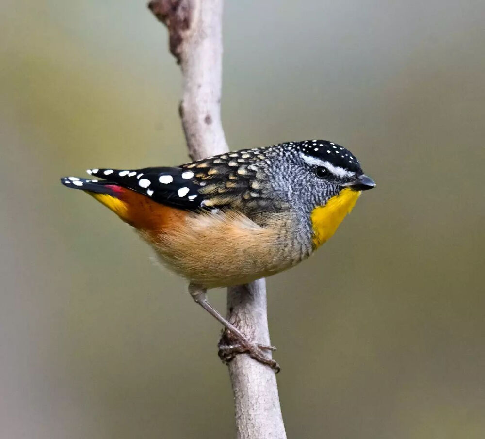 斑翅食蜜鳥(niǎo) 英文名 Spotted Pardalote 學(xué)名 Pardalotus punctatus 