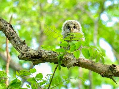 横斑林鸮 英文名 Barred Owl 学名 Strix varia