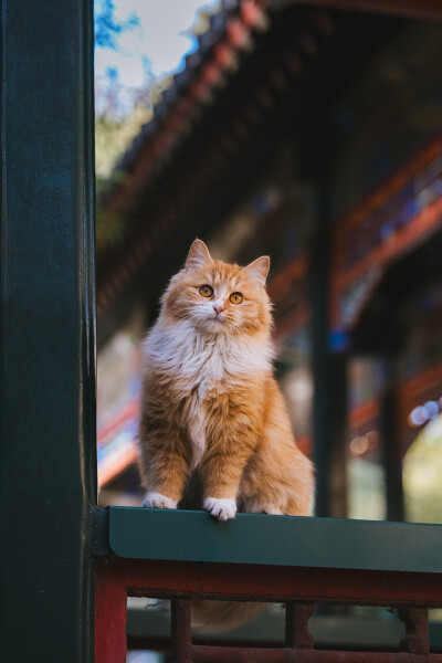 仙颜值的小狮子猫，为冬日的园林增添了一抹暖意 摄影师 lof 克查