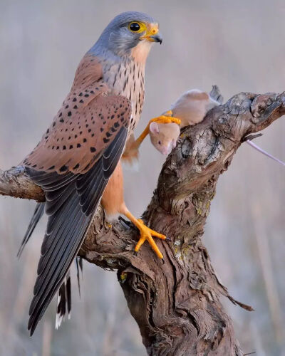 红隼 欧亚红隼 Eurasian Kestrel 学名 Falco tinnunculus