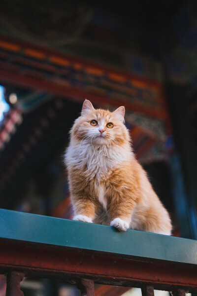 仙颜值的小狮子猫，为冬日的园林增添了一抹暖意 摄影师 lof 克查