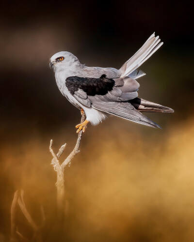 白尾鸢 英文名 White-tailed Kite 学名 Elanus leucurus 鹰形目鹰科黑翅鸢属