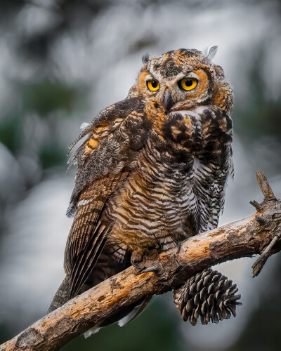 大雕鸮 英文名 Great horned owl 学名 Bubo 