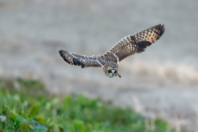 短耳鸮 英文名 Short-eared Owl 学名 Asio flammeus 