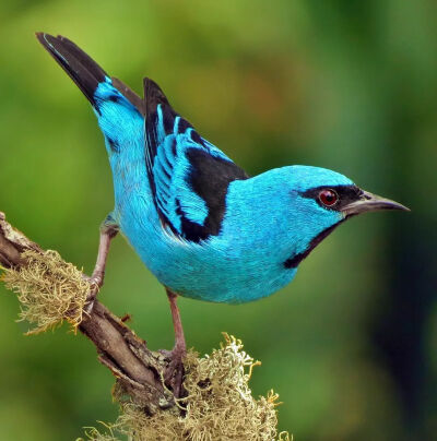 蓝锥嘴雀 Blue Dacnis或者Turquoise Honeycreeper 学名 Dacnis cayana