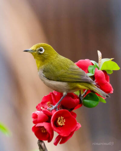 暗綠繡眼鳥 木瓜海棠花 深紅の木瓜にメジロん 