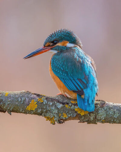 翠鸟 普通翠鸟 Common Kingfisher