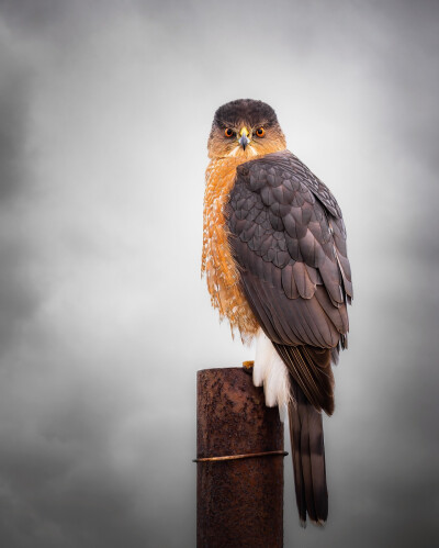 库氏鹰 英文名 Cooper's Hawk 学名 Accipiter cooperii