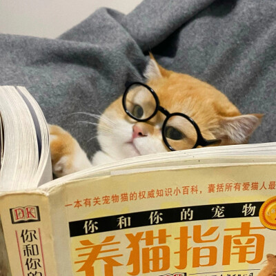 猫咪头像