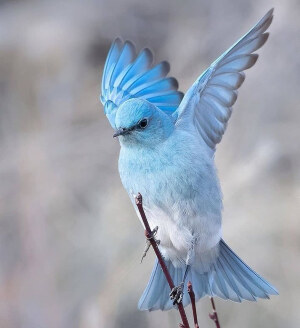 山地蓝知更鸟 Mountain bluebird