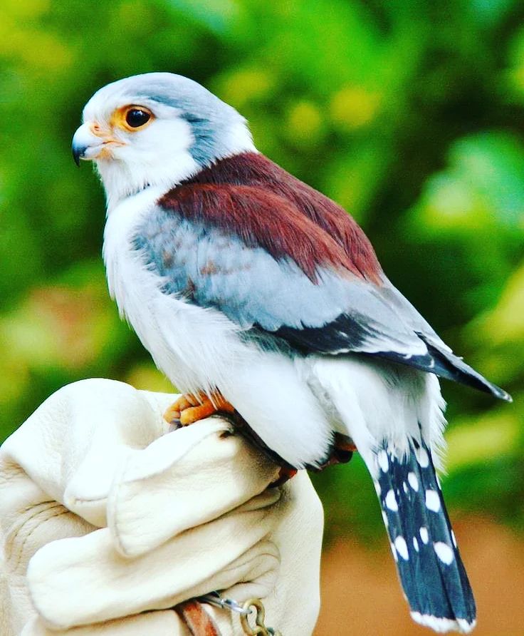 非洲侏隼 Pygmy falcon 学名 Polihierax semitorquatus 体长19~20厘米，飞行速度很快，通过空中撞击和折断脖子来制服猎食对象