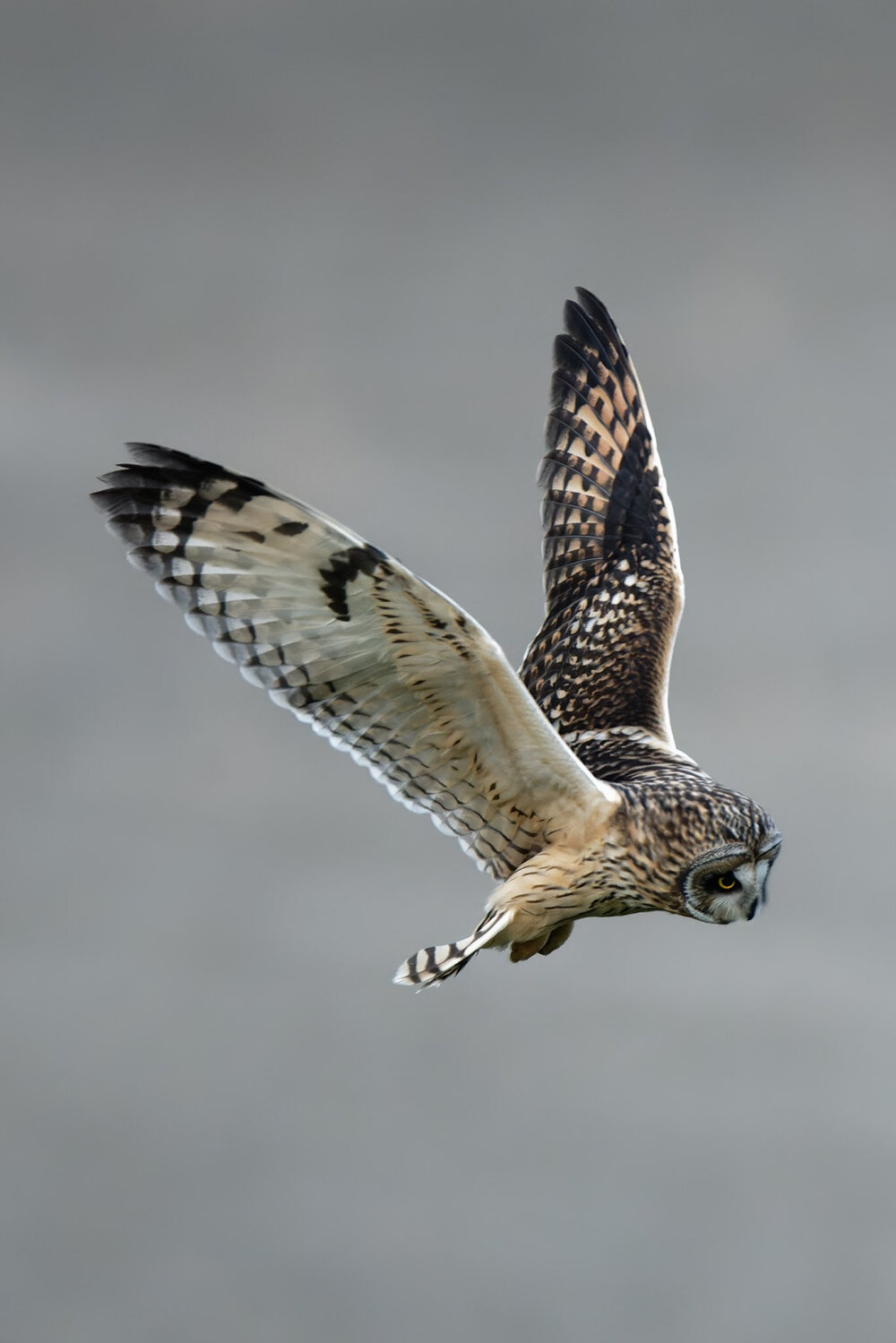 短耳鸮 英文名 Short-eared Owl 学名 Asio flammeus 