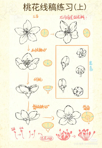 桃花