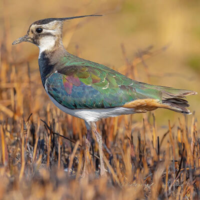 凤头麦鸡 学名 Vanellus vanellus 鸻形目鸻科麦鸡属 タゲリ田鳧 