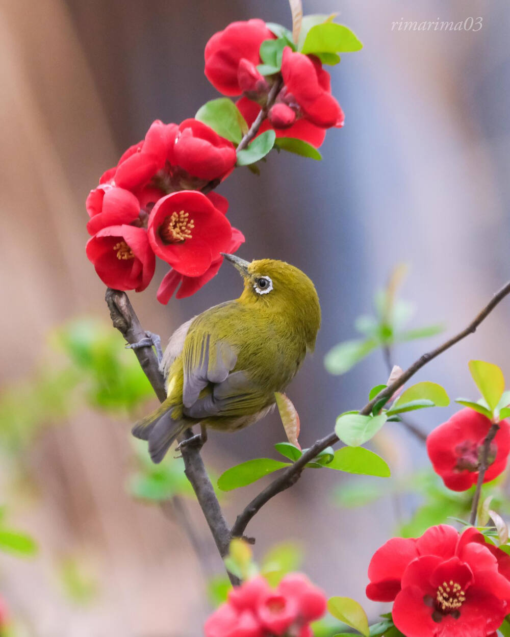 暗綠繡眼鳥 木瓜海棠花 深紅の木瓜にメジロん 